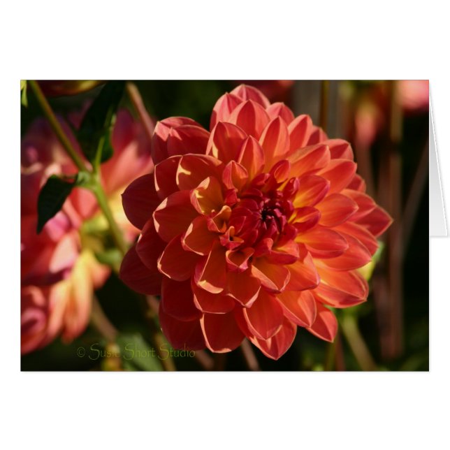 Dahlia A-2 (Devant horizontal)