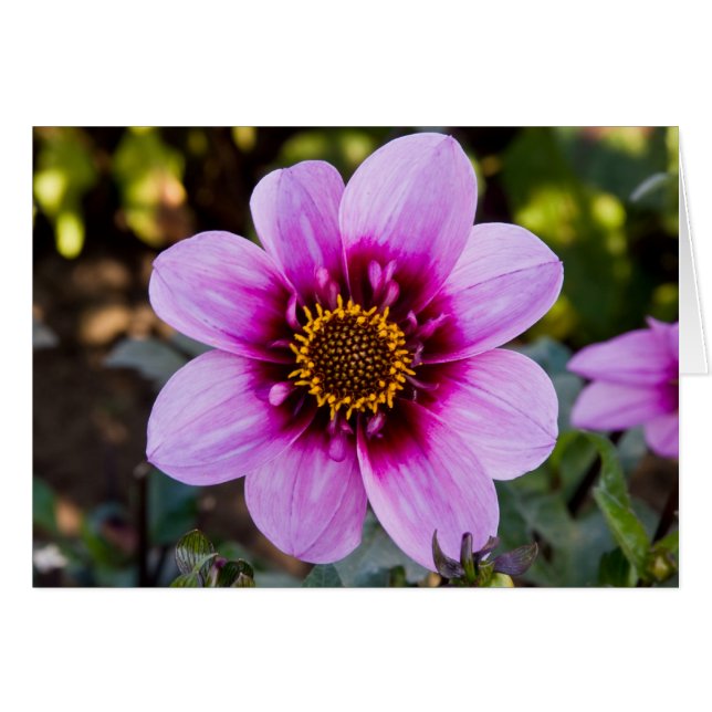 Dahlia, abeille heureuse (Devant Horizontal)