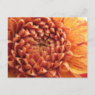dahlia - carte postale