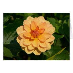 Dahlia 'David Howard'