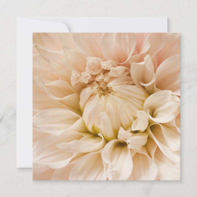Dahlia de Pêche, Rose, Blanc & Crème - Dahlias (Devant)