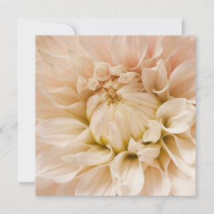 Dahlia de Pêche, Rose, Blanc & Crème - Dahlias
