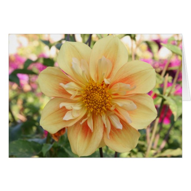 Dahlia, E Z Duzzit 2 (Devant Horizontal)