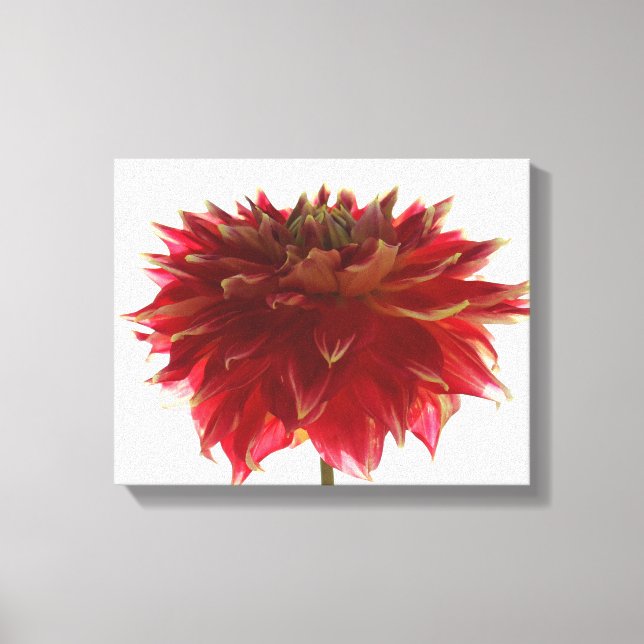 dahlia fleur peinture numérique Toile enveloppée (Recto)