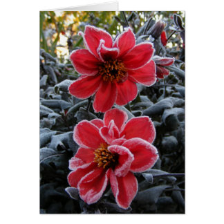 Dahlia gelée 65 ~ carte
