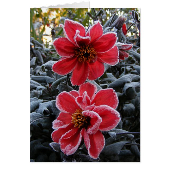 Dahlia gelée 65 ~ carte (Devant)