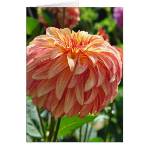 Dahlia - Irlandais Pinwheel