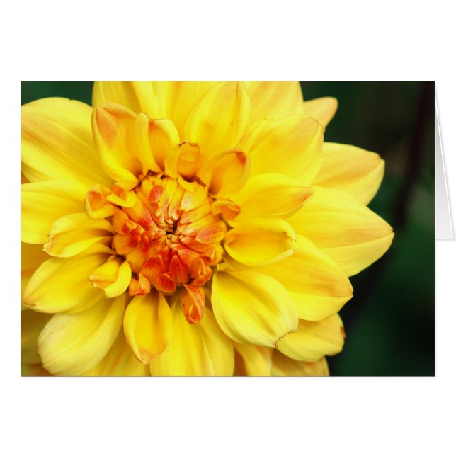 Dahlia jaune (Devant horizontal)