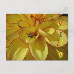 Dahlia Jaune avec bordure rose BONNE Carte postale