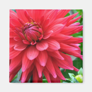 Dahlia Magnet