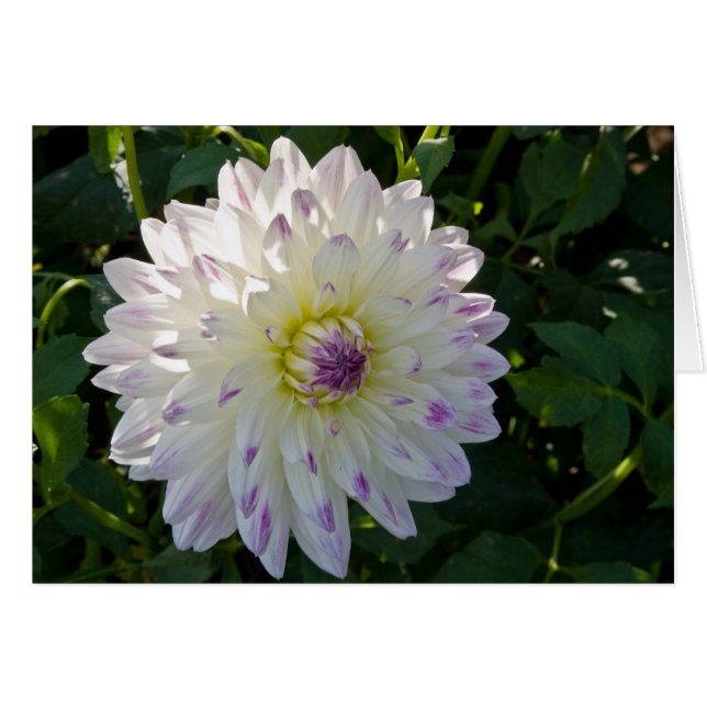 Dahlia, Margaret Ellen (Devant Horizontal)