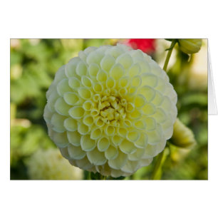 Dahlia, Nettie blanc