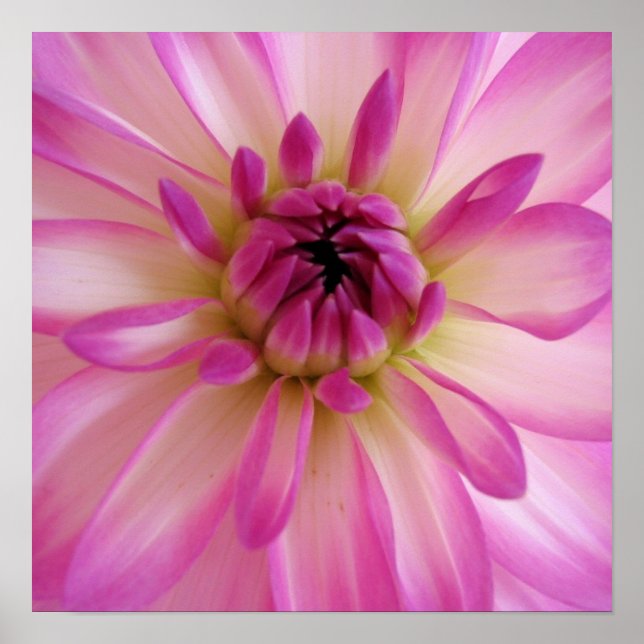 Dahlia Poster (Devant)