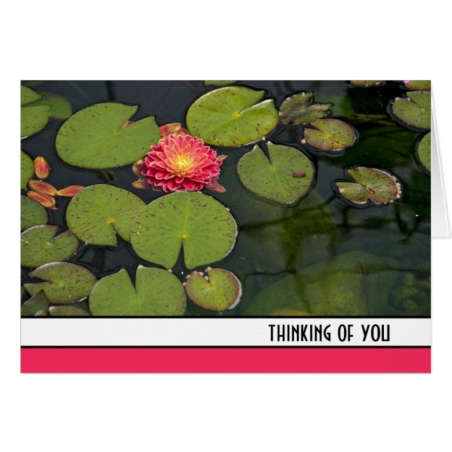 Dahlia Rose Dans Les Pads Lily (Devant horizontal)