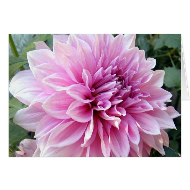 Dahlia rose et blanc (Devant horizontal)