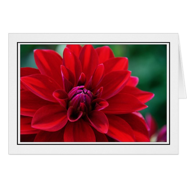 Dahlia rouge (Devant horizontal)