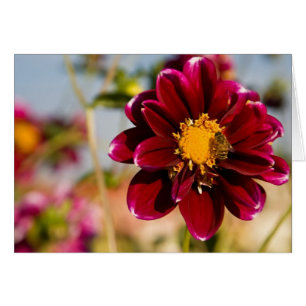 Dahlia, rouge de bébé