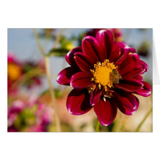 Dahlia, rouge de bébé