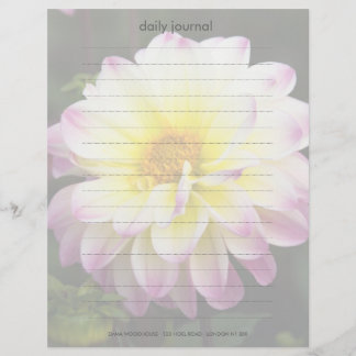 Dahlia violet, jaune et blanc