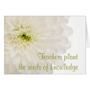 Dahlia White Flower Teacher
