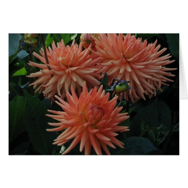 Dahlias (Devant horizontal)