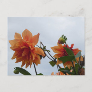Dahlias orange dans un ciel d'automne bleu Carte p