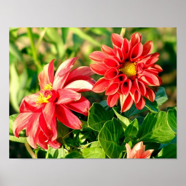 Dahlias Photo Poster / Print (Devant)