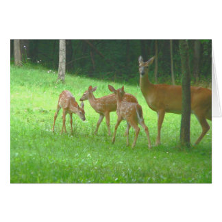 Daine avec des triplets