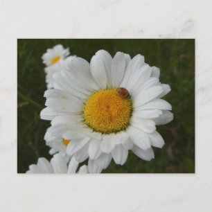 Daisées avec Ladybug do-it-yourself carte postale