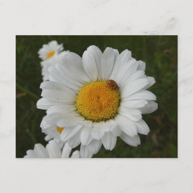 Daisées avec Ladybug do-it-yourself carte postale (Devant)