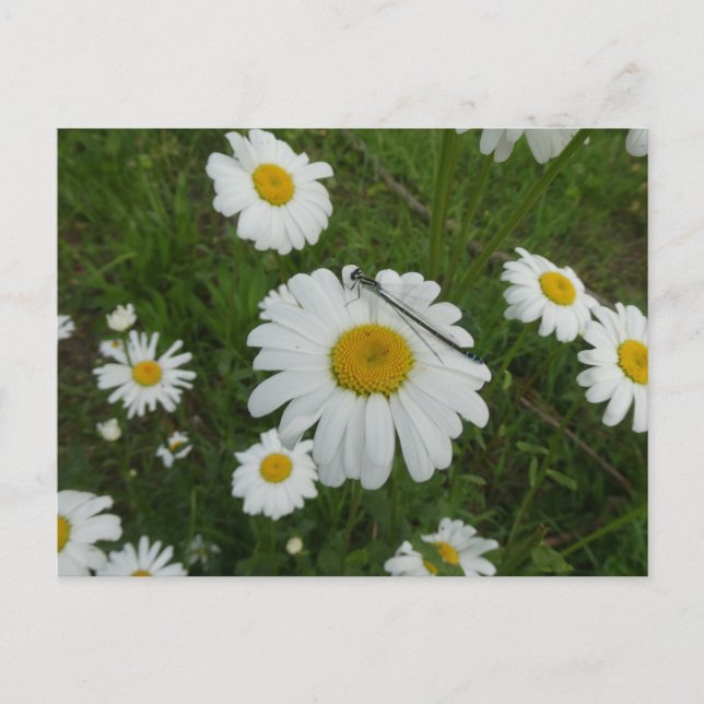 Daisées & Damselfly do-it-yourself carte postale (Devant)