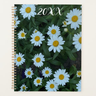 Daisies