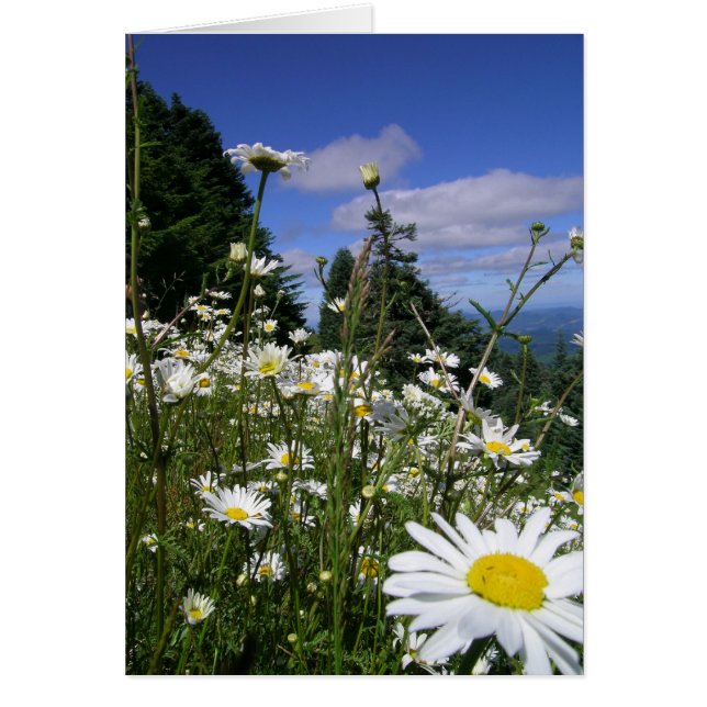 Daisies 01 (Devant)