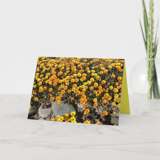 DAISIES MEXICAINES, FLEUR SAUVAGE, CARTE DE SALUT  (Devant)