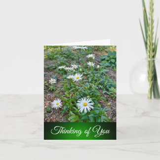 Daisies - Penser à votre carte