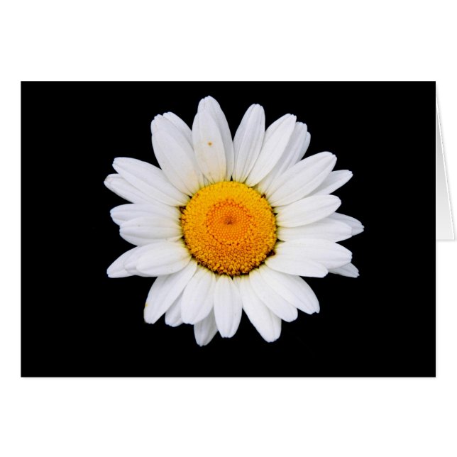 Daisy (Devant horizontal)