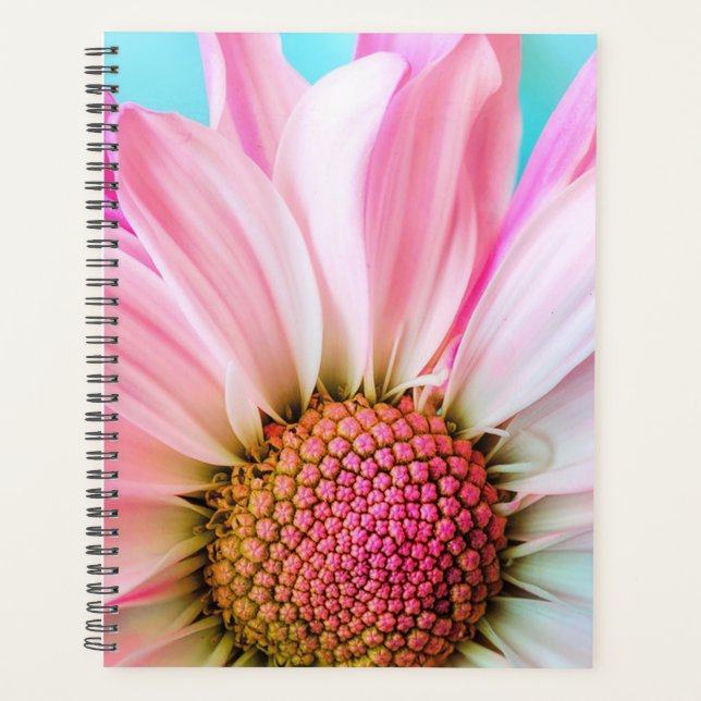 Daisy (Devant)