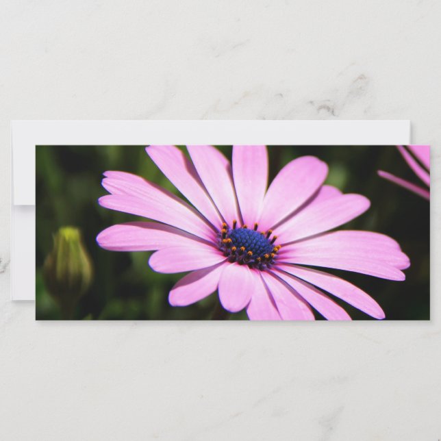 Daisy africain (Devant)