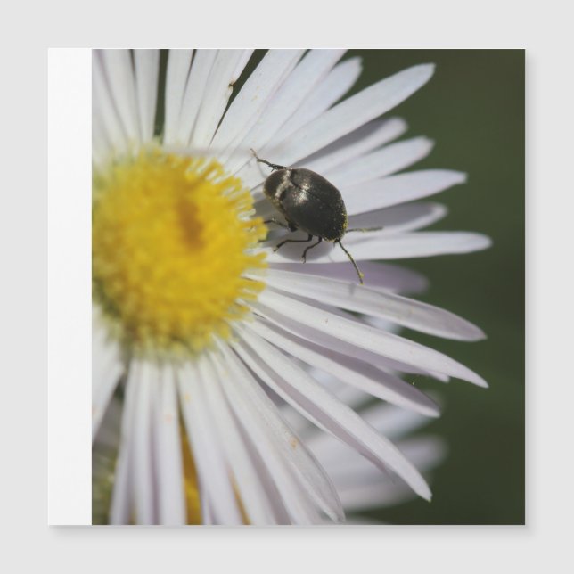 "Daisy & Bumblebee Puzzle - La petite harmonie de  (Devant)