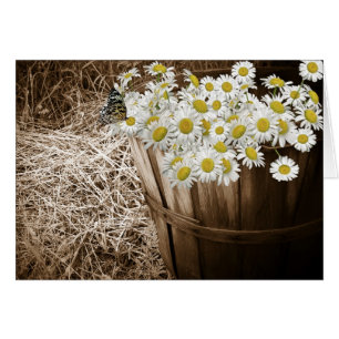 Daisy Bunch