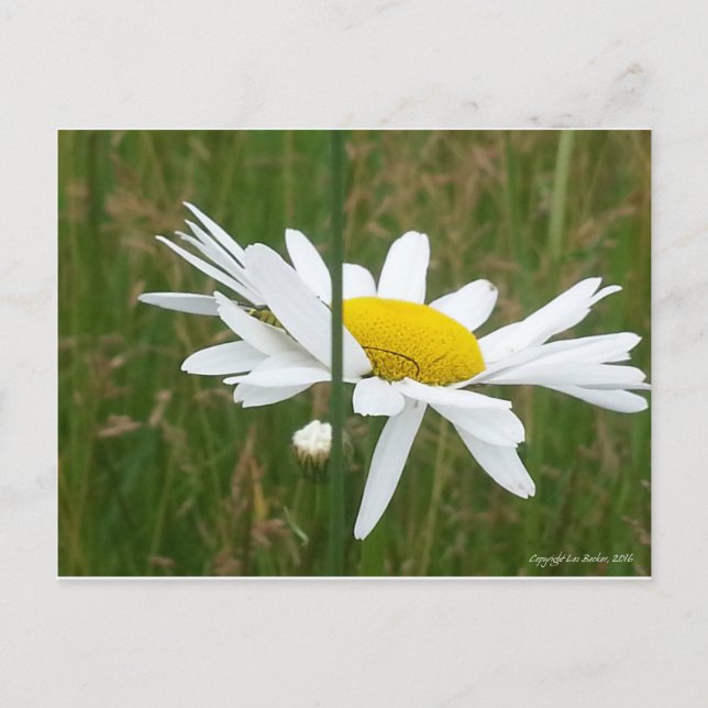 Daisy - Carte postale (Devant)