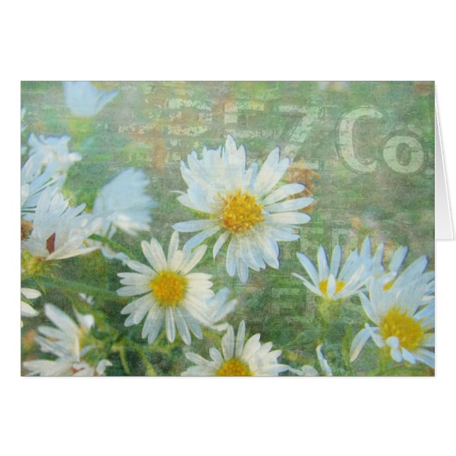Daisy Co. (Devant horizontal)