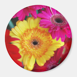 Daisy Daisy ~ Magnet