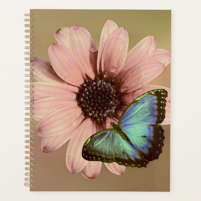 Daisy et Morpho (Devant)