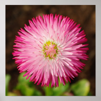 Daisy Flower - Poster