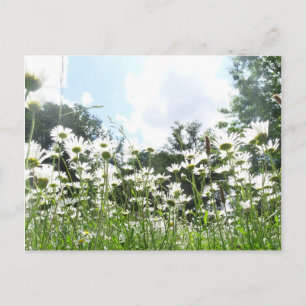 Daisy Flowers do-it-yourself carte postale