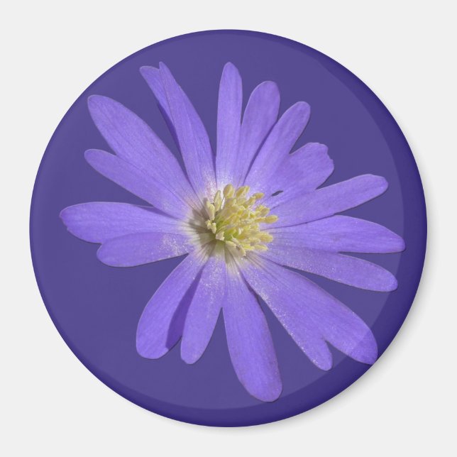 Daisy Frigo Magnet Blue Flower Daisy Cadeaux (Devant)