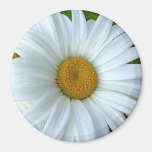 Daisy Frigo Magnet Fleur joyeuse Daisy Daisy Cadea
