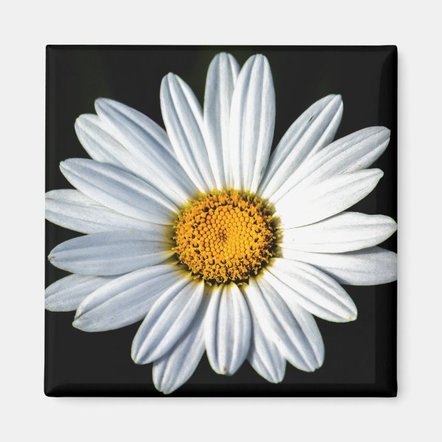 Daisy Mae Magnet (Devant)