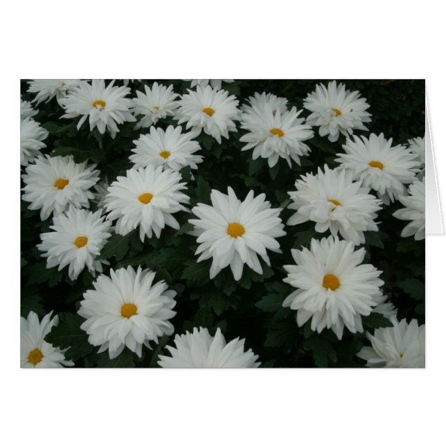 Daisy Mums (Devant Horizontal)